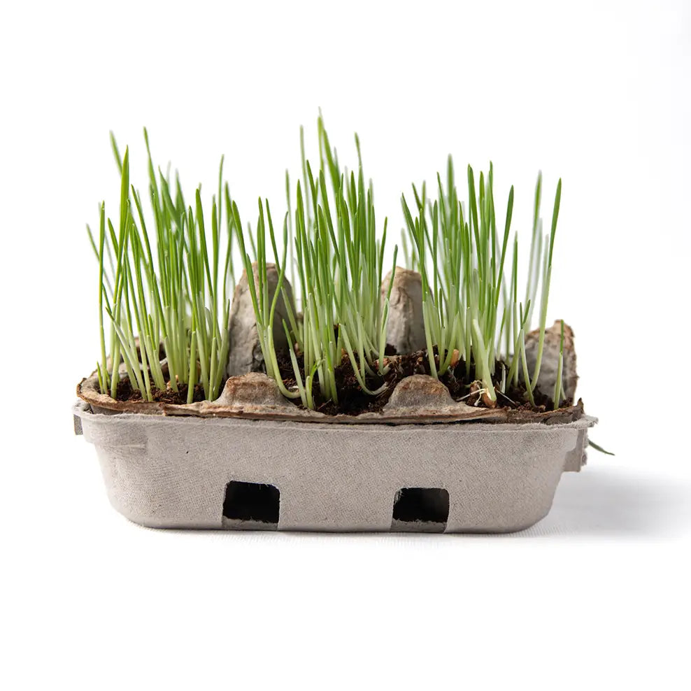 Eco Friendly Egg Coloring & Seed Growing Kit