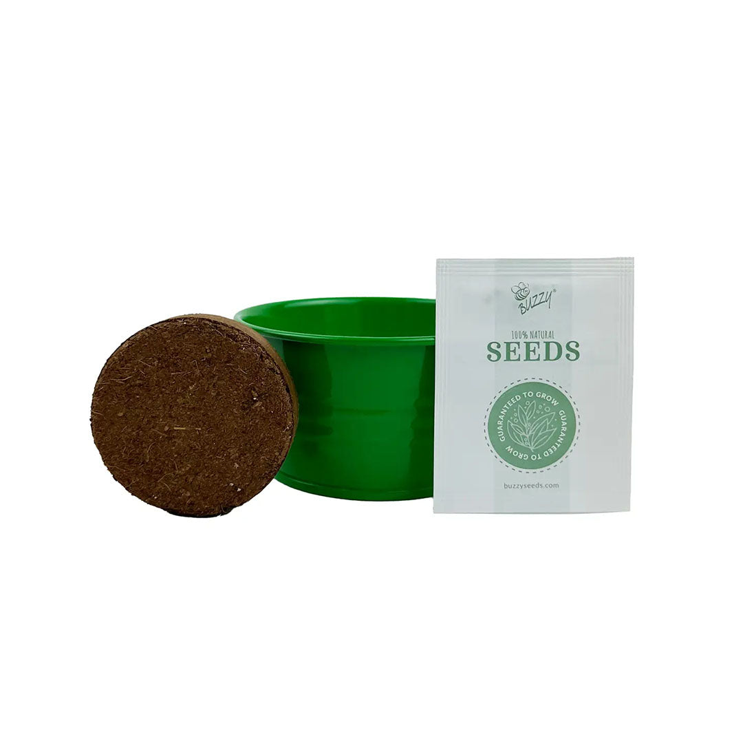 Buzzy Seeds Kids Mini Basin - Strawberry Grow Kit