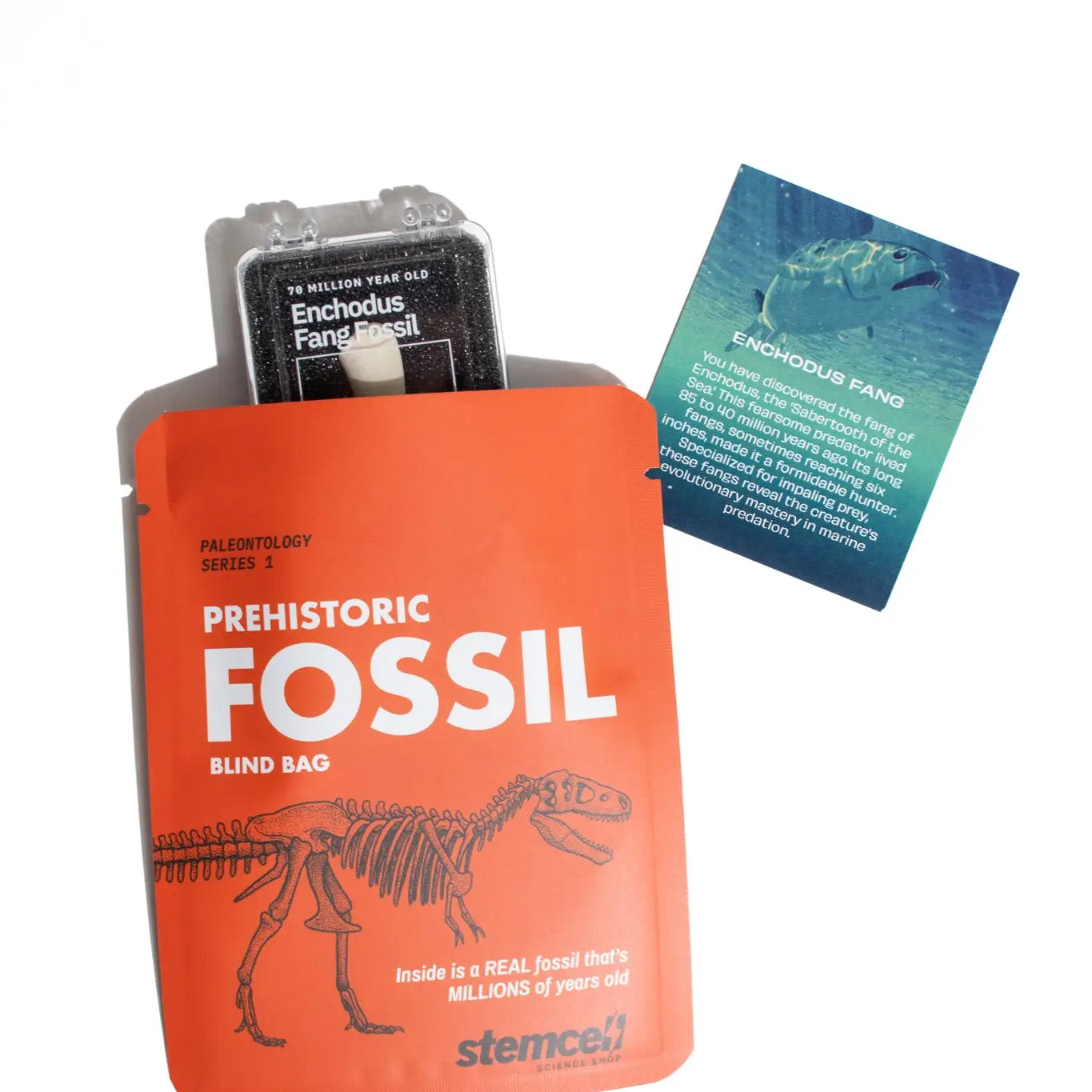 NEW Fossil Blind Bag
